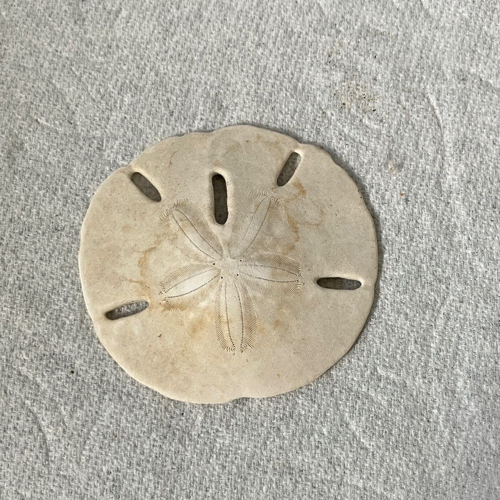Sand Dollar